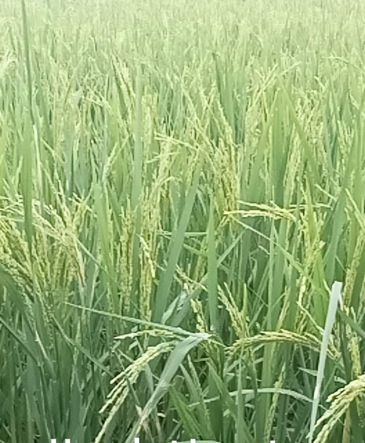 becocok tanam dengan menanam padi